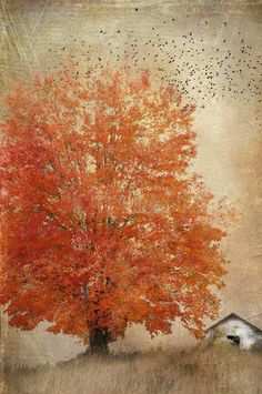 Cheryl Tarrant Follow Autumn's Burn Working on a new texture and bird brush pack. It was a busy bird month in our skies! Watercolor Landscape, Landscape Art, Landscape Paintings, Watercolor Paintings, Illustration Art, Illustrations, Wow Art, Autumn Art, Tree Art