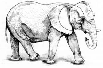 Рисуем слона в движении - шаг 4