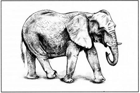 Рисуем слона в движении - шаг 5