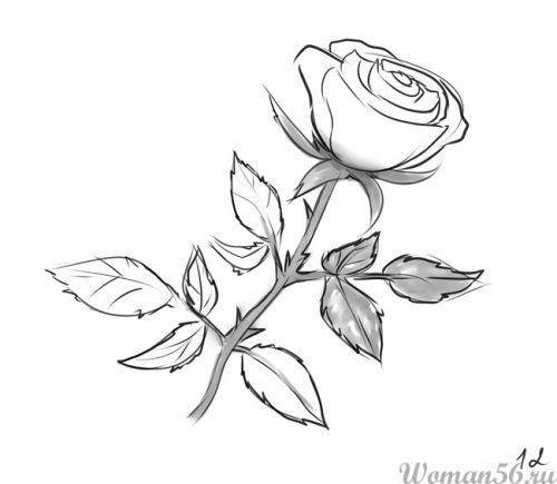 Рисуем розу карандашами и красками - шаг 12
