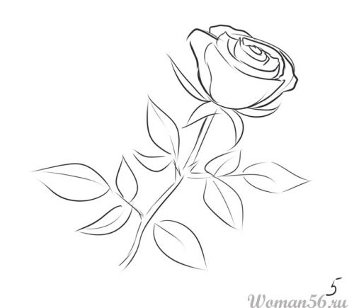 Рисуем розу карандашами и красками - шаг 5