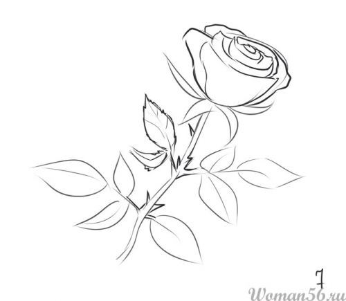 Рисуем розу карандашами и красками - шаг 7