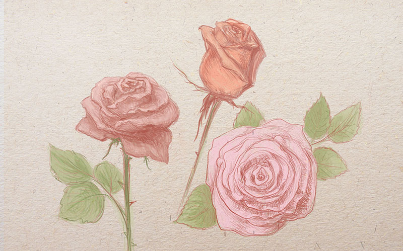 как нарисовать розу, как рисовать розы, рисовать розы поэтапно, урок рисунка