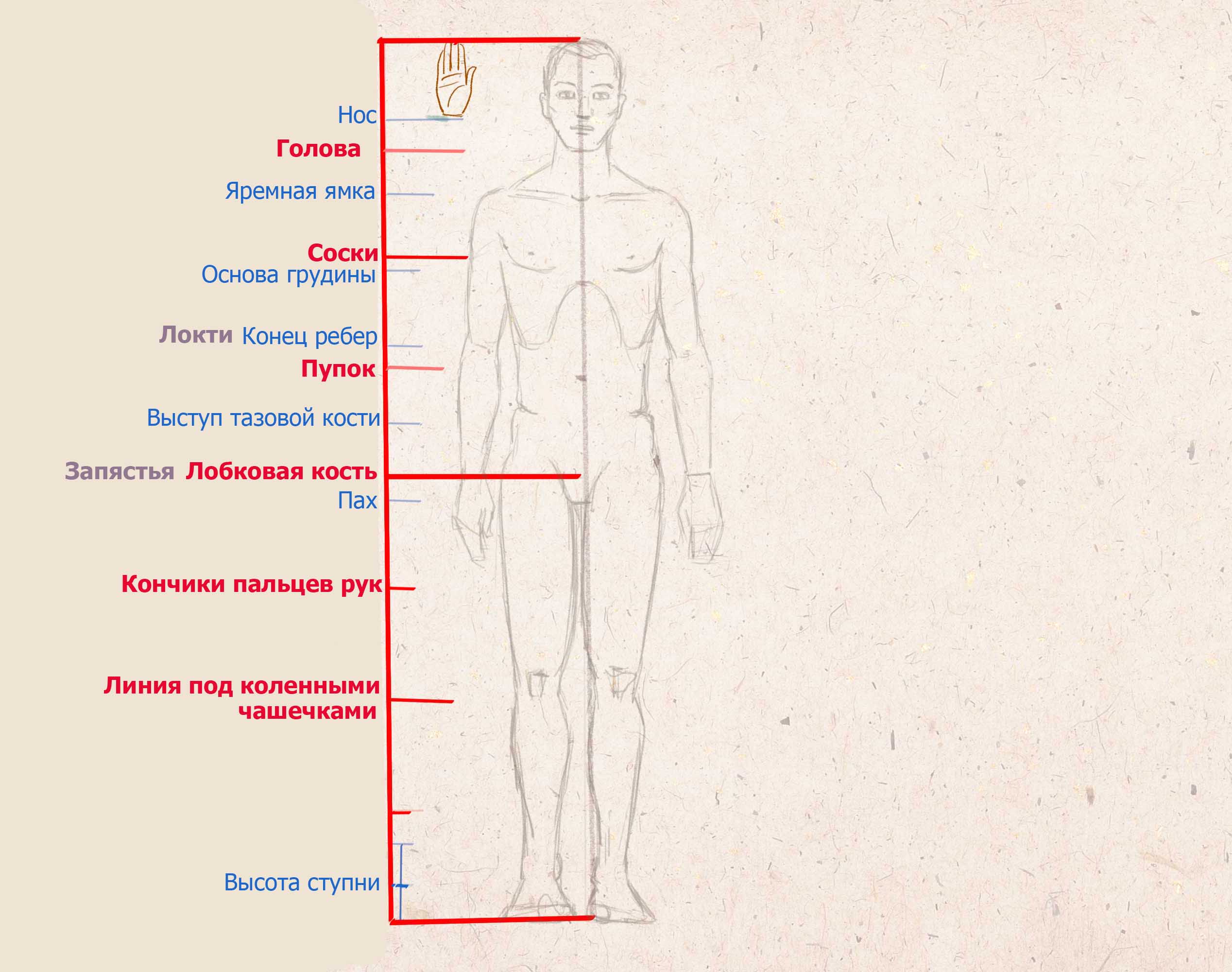 пропорции тела человека в ладонях
