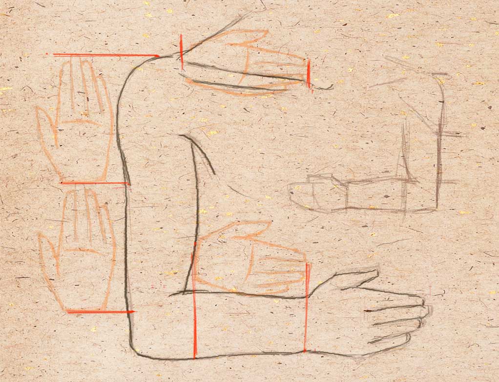 пропорции руки человека в ладонях