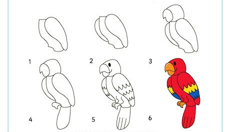 https://www.activityvillage.co.uk/sites/default/files/images/learn_to_draw_a_parrot_460_2.jpg