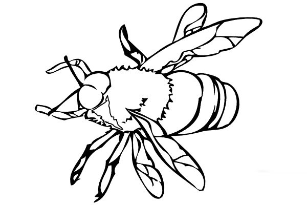 Пчела раскраска