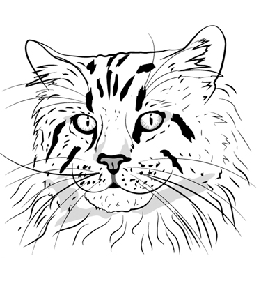 Как нарисовать кошку