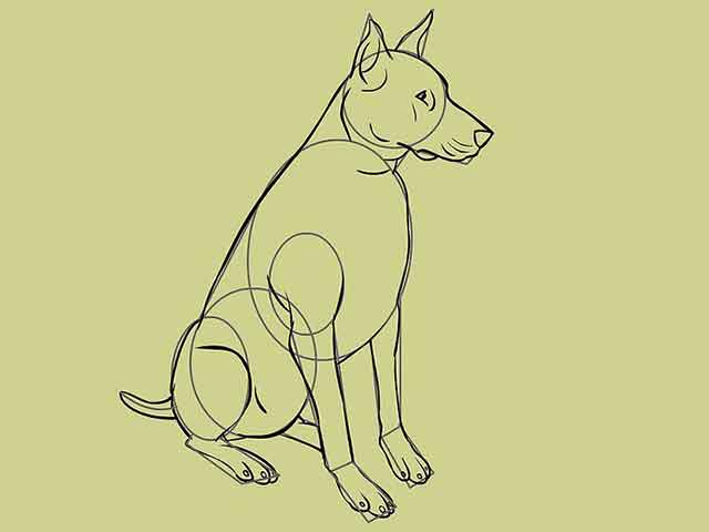 Как нарисовать собаку - Обведите примерный контур собаки