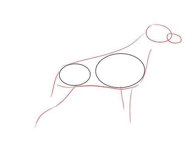 Как нарисовать добермана - Нарисуйте легкий предварительный контур собаки вокруг двух овалов.