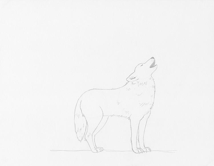 Шаг 5: Сотрите ненужные линии на эскизе с волком
