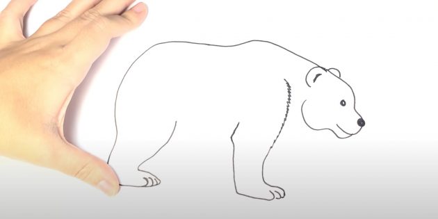 Как нарисовать медведя: Нарисуйте лапу