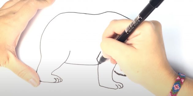 Как нарисовать медведя: Нарисуйте живот