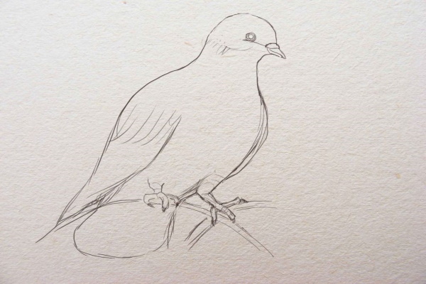 Голубь рисунок для детей карандашом поэтапно