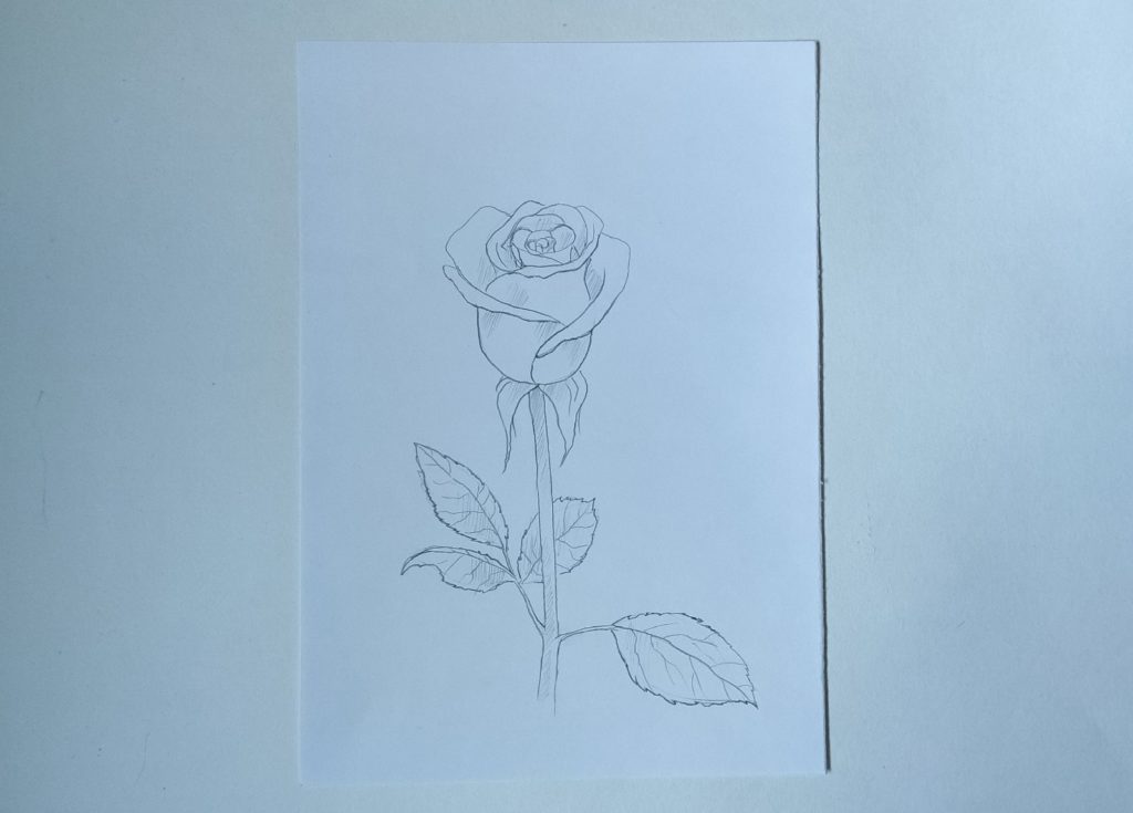 Как нарисовать полураскрытую розу карандашом - этап 4